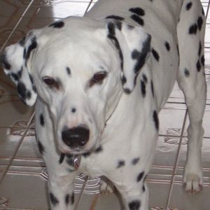 Meet your Posher, Marie